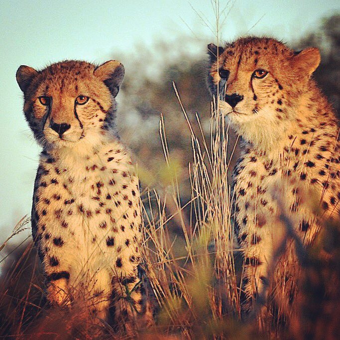 cavendishphoto's tweet photo. Cheetahs in Africa https://t.co/tTvQ1WGXrq