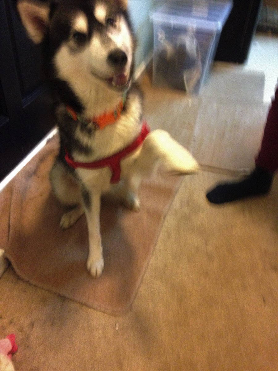 POOCH-ERCISE, BADSEY tweet media