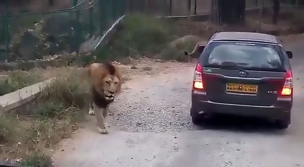 ⚠ VIDEO: Terrifying moment a lion attacks same luxury SUV twice at safari park! bit.ly/2kZYj5p