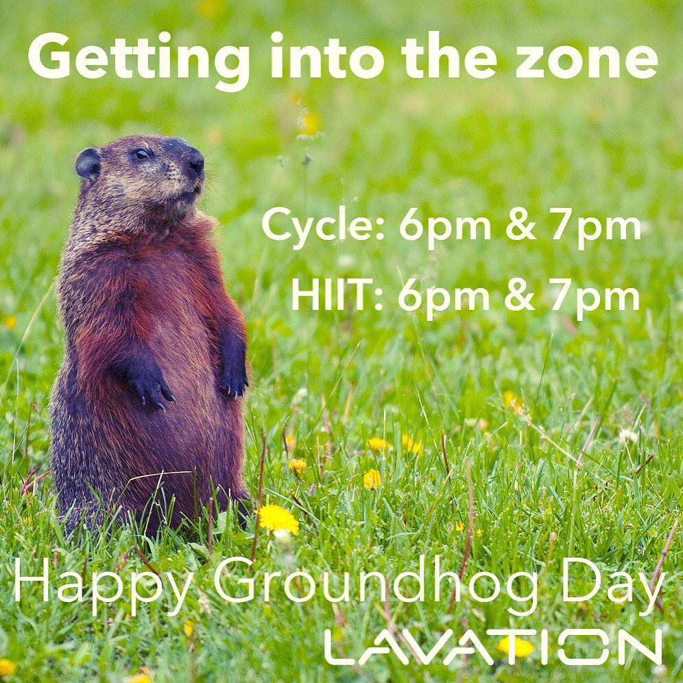 lavation_studio's tweet photo. Get into the zone like this cute, furry creature with a #cycle or #HIIT class tonight at 6pm or 7pm #groundhogday #worksmartworkhard https://t.co/RazcHkaL14