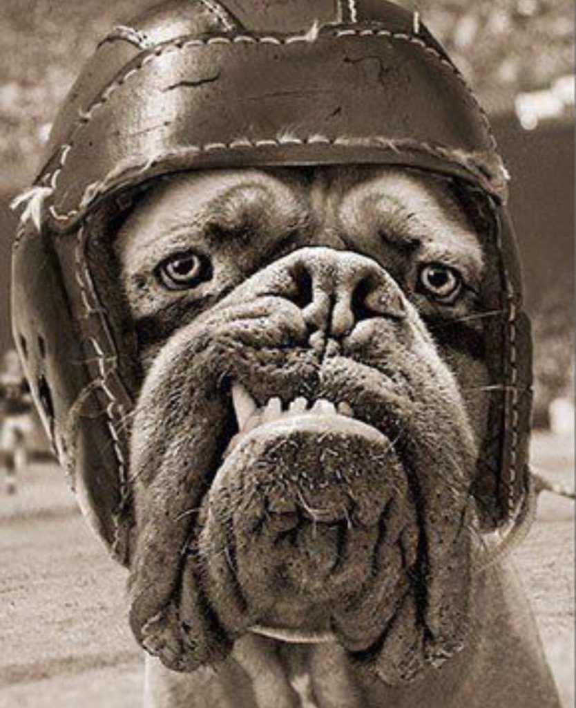 Barrie_Bender's tweet image. @wmuckalt @TriCityStorm Stanley is ready for weekend hockey #lol #needsbraces #wickedsmile