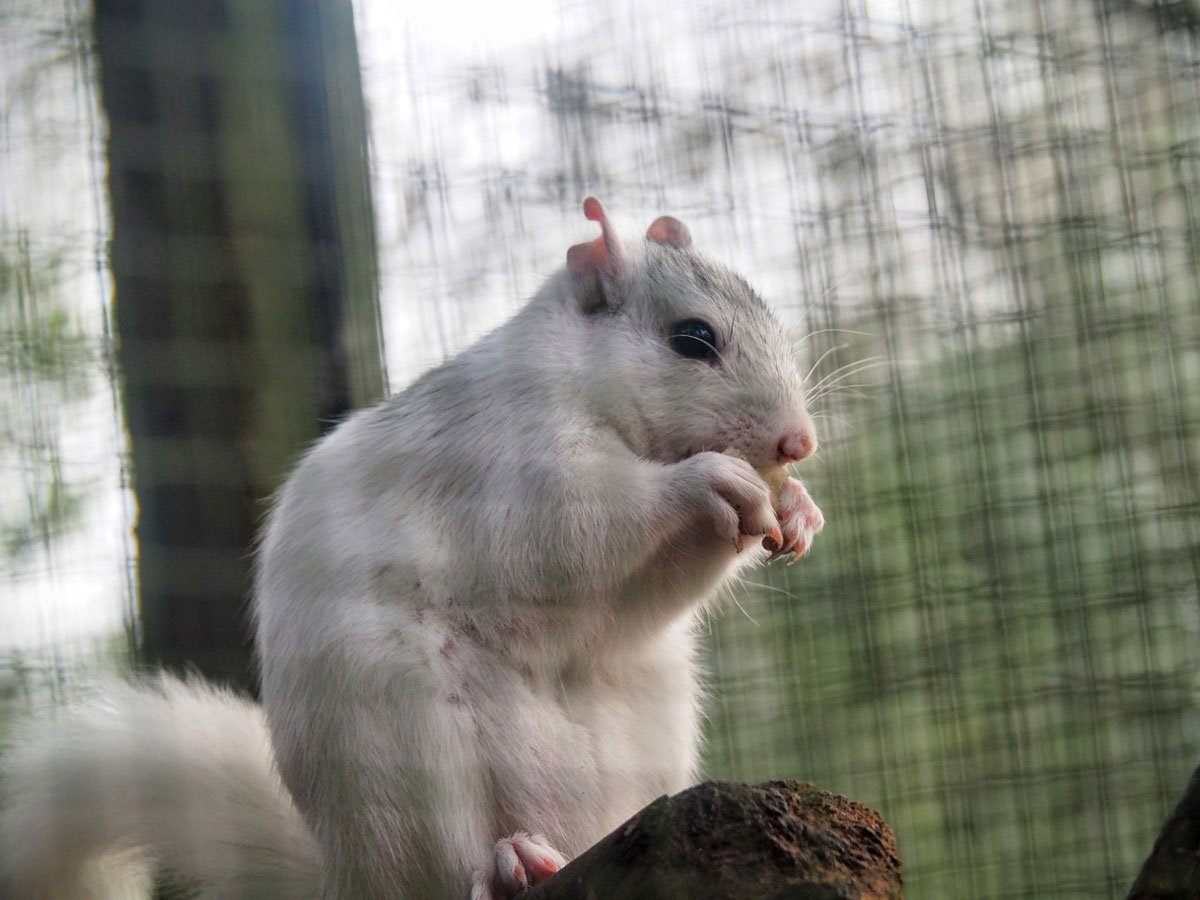 AllWildlife_ca's tweet photo. 4 Reasons You Need Humane #SquirrelControl Services https://t.co/6BCLevN1OY #wildlifecontrol https://t.co/DGkHh1SMU6