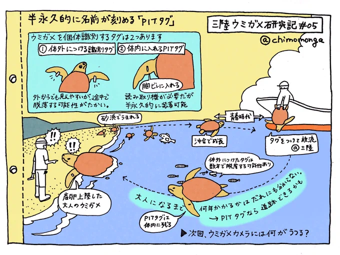 半永久的に名前を刻めるPITタグについて描きました。これを使えば青春時代を三陸で過ごしたウミガメが、大人になるまでの時間を捉えらるかもしれない。今やってるクラウドファンディングのリターンのひとつになってます。#三陸ウミガメ研究記 05 