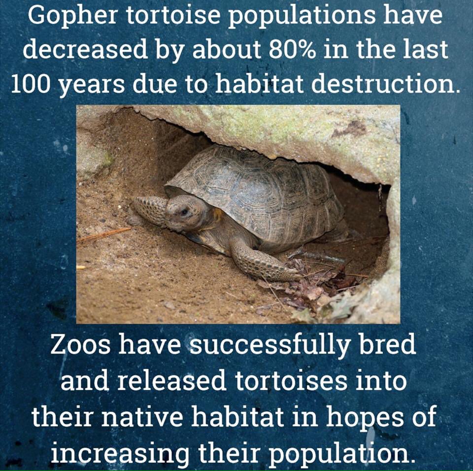 Join zoos and save a species!

gophertortoisecouncil.org/donations/
zoomiamiconservation.com/project/gopher….   
#JoinZoosAndSaveSpecies #StandWithZoos #ZoosSavingSpecies