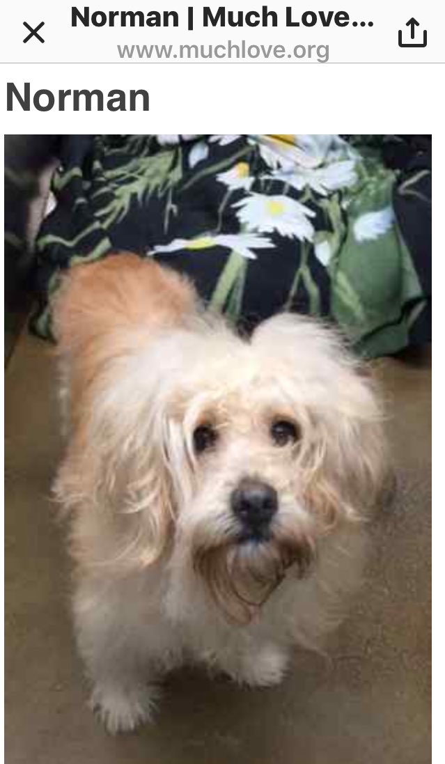 blasko1313's tweet photo. Anyone in the LA looking for a side kick? 2 weeks ago we saved this guy and he is now avail for adoption at https://t.co/kcMvFzt5kH https://t.co/ITOkVZTvI9