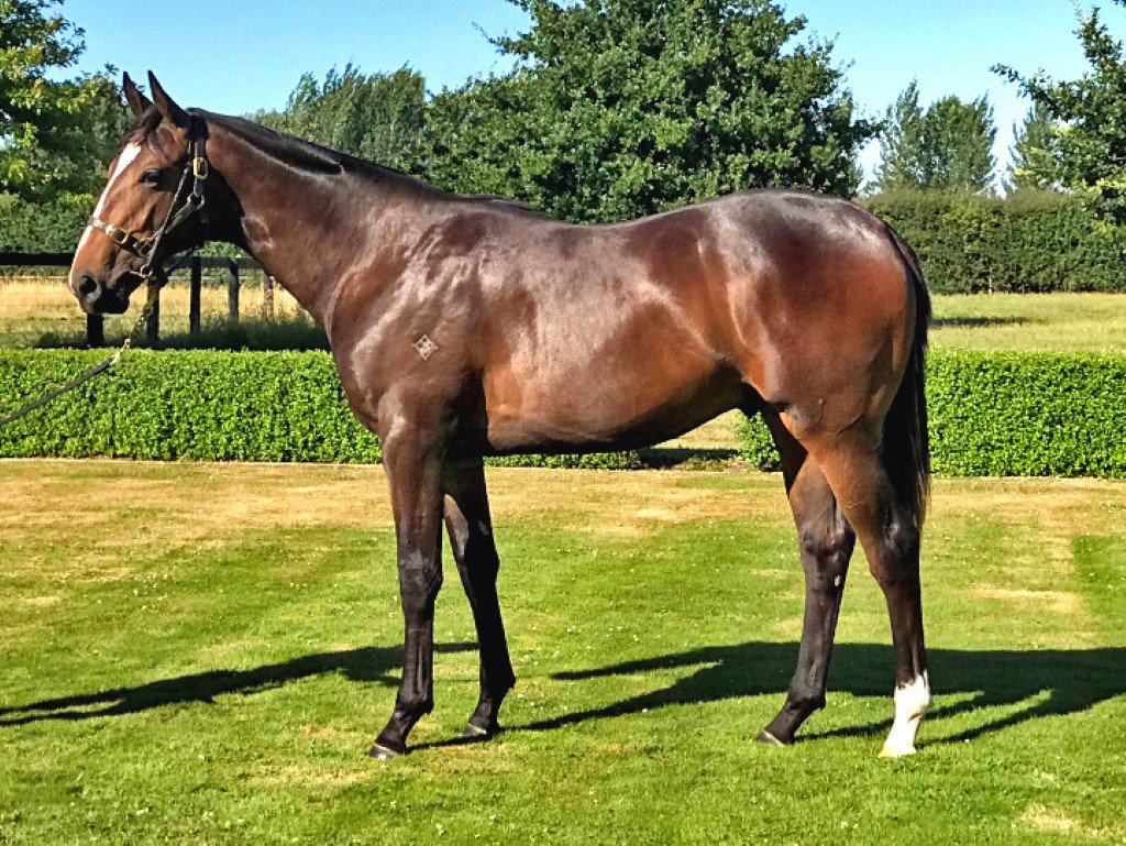GrandSyndicates's tweet photo. Stoked to have our new Toorak Toff colt from @karaka heading to @LOliverRacing!
Stay tuned to be onboard!
#TeamGrand #TheToff https://t.co/q3iOimkbq5