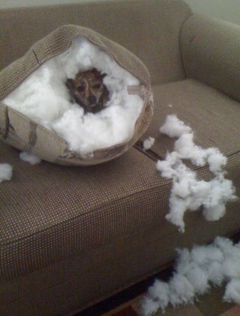 como assim era uma almofada e nao minha casinha