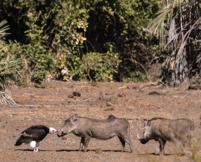 MUST READ: Field guide captures vulture and warthog bonding in Kruger. bit.ly/2knZawZ