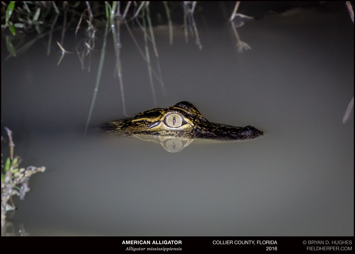 American Alligator - a baby, one of many crossing the roads as Hurricane Matthew approached and pressure bottomed out. Very odd feeling.