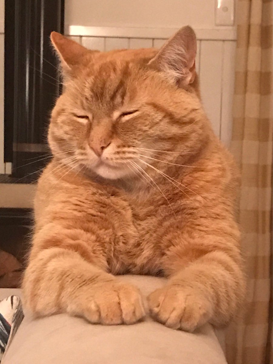 Lodge life can be hard for Huka Lodge #cat, Rusty.