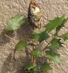 ハリネズミのとげまる A Twitter 節分に飾るヒイラギ 葉っぱのチクチクが魔除になるんだそうだ おまえのトゲトゲでもよさそうなもんだな 魔除けハリネズミになってドアにはりついてろ いやだ ぼくオニこわい D