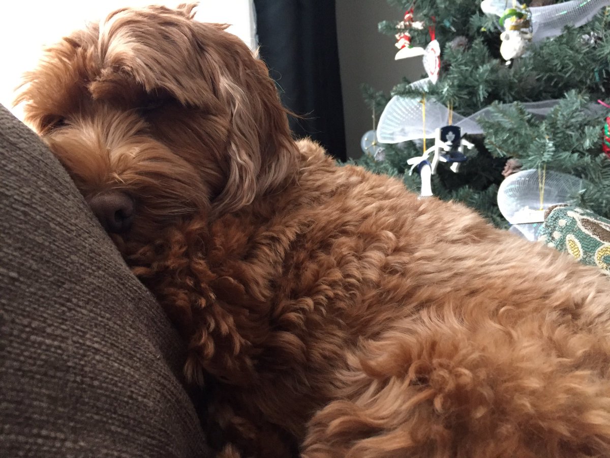 laura_myers55's tweet image. @28CGiroux our dogs are #sisters #samebreed #shelburne breeder #cockapoo #penny #dogmom