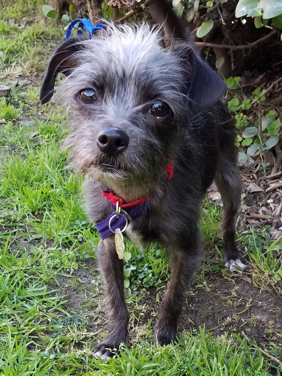 PerfPetRescue's tweet photo. @AmandaSeyfried Pls RT these 8 dogs we have avail for adoption here in Los Angeles. Thanks! https://t.co/FZQvGSSGiB https://t.co/uQ9kL2Or5C