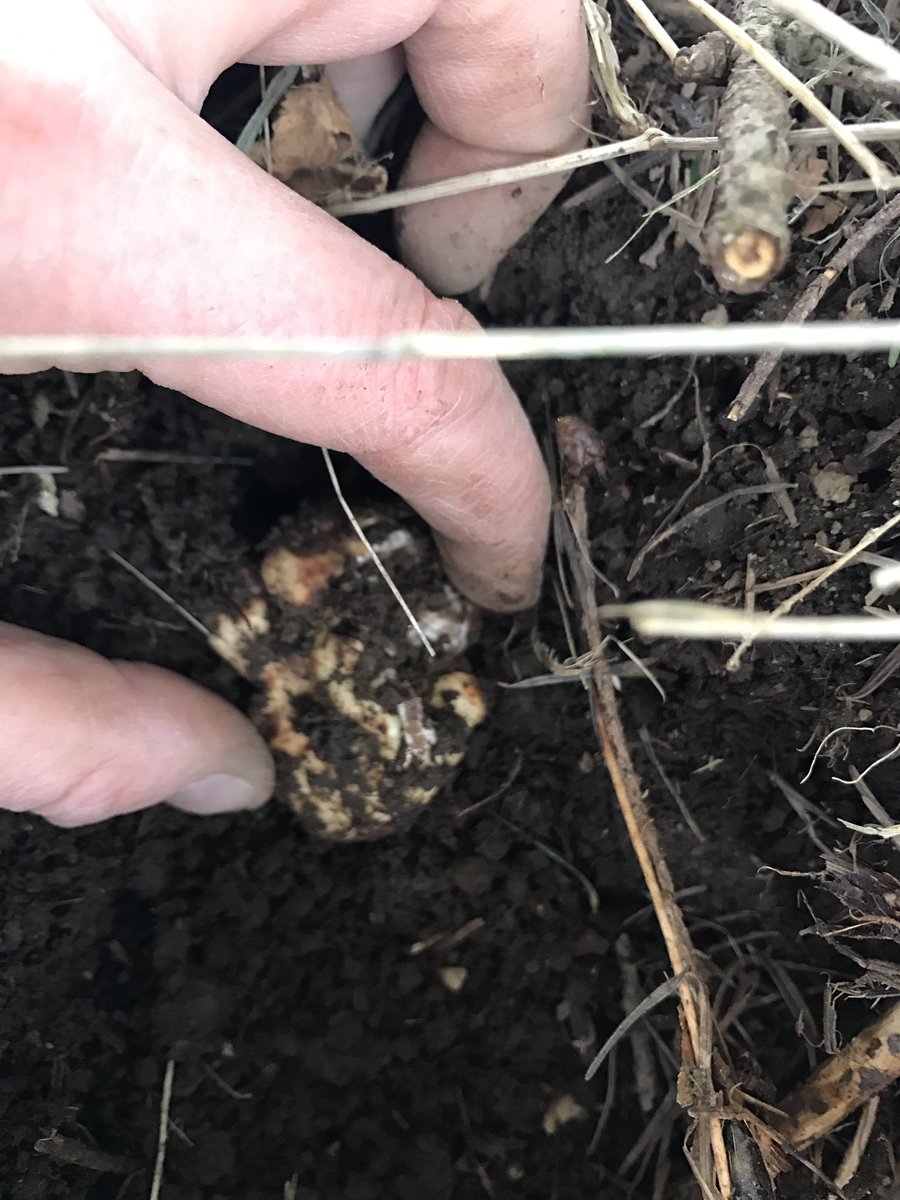 dextertruffles's tweet photo. White truffles @bctrufflefest.ca https://t.co/SCnVg70h4A