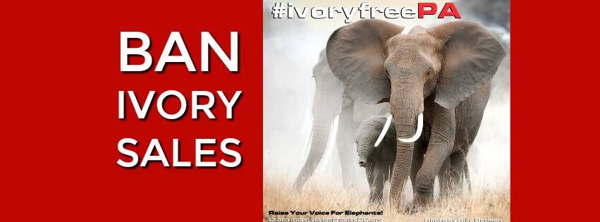 elephantsdc's tweet photo. Support an ivory trade ban in Pennsylvania to save #elephants from #extinction @TempleUniv February 24: https://t.co/2pdLLxquML #ivoryfreePA https://t.co/IFYNbW8O9q