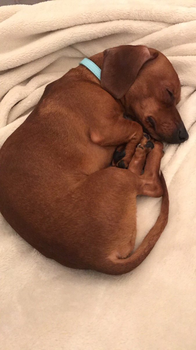 donnahpham's tweet photo. Hehe my cute little weenie https://t.co/XKLkJF2hfH