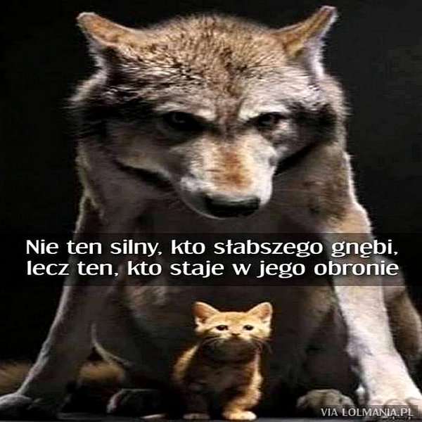 SpecGhost's tweet photo. Nie ten silny co słabszego gnębi,lecz ten,kto staje w jego obronie.#Wilk #PrawoWilka #RightWolf #Wolf #Wojsko #Polska #Armia #UE #USA #NATO https://t.co/Lgq0rlO6Yl