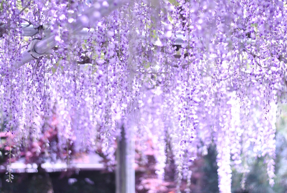 スタジオハリコ 藤の生花はこんな感じに咲きます 毎年例年ですと4 20以降から咲き始めて 5 5までには枯れてしまう感じ でございます 写真は去年の藤の花です スタジオハリコ 藤の生花はこんな感じに咲きます 毎年例年ですと4 20以降から咲き始めて 5 5までには枯れてしまう感じ でございます 写真は去年の藤の花です