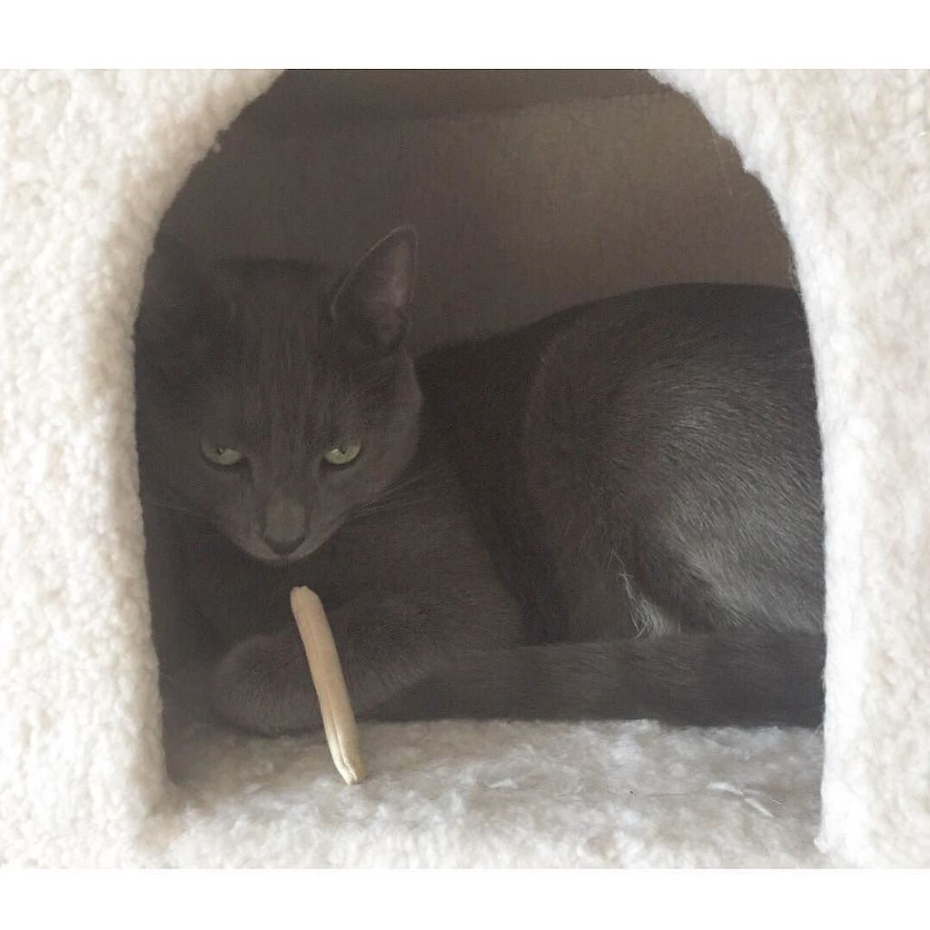 TheSamJClark's tweet photo. “I’m a real bad cat” #mickens #catnipjoints https://t.co/9xqVysXdUp https://t.co/zEKpLZYXMg