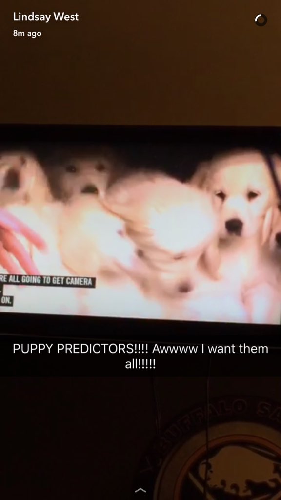 Starry_Night29's tweet photo. Puppies!!!!! Even though they picked Atlanta to win.... #FallonTonight #PuppyPredictor #GoPats #Patriots https://t.co/Wmg5jGFqLG