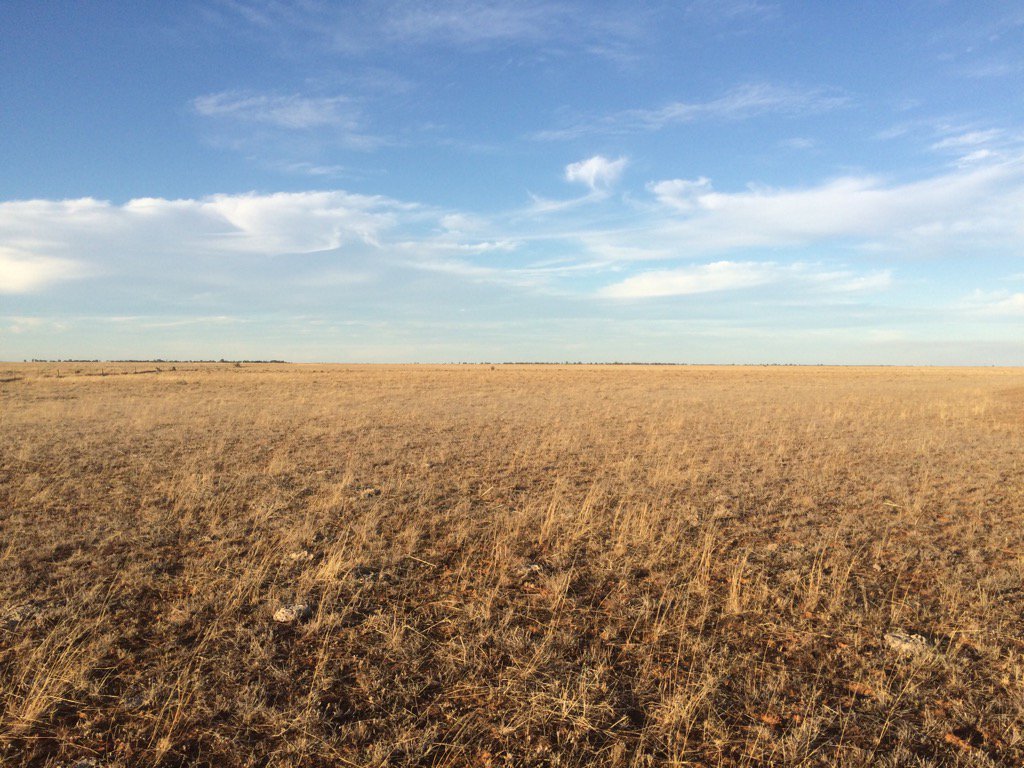 The best office on the planet! According to me anyway #grasslands #wandering #longtermmonitoring #threatenedspecies