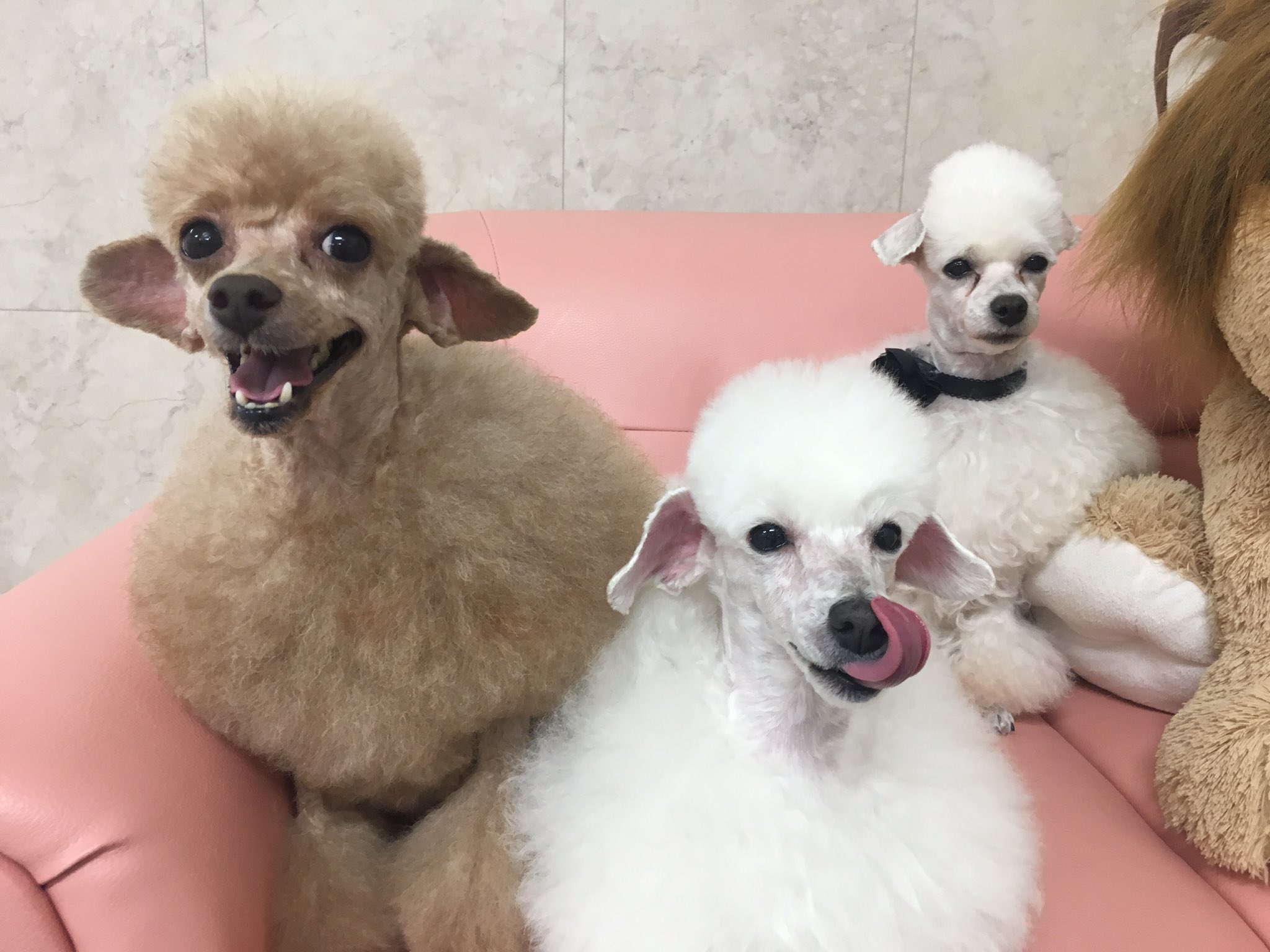 ドッグハウス153 Ar Twitter ヒツジカット三兄妹 左から諭吉くん 一葉ちゃん 看板犬のぷるむちゃん トイプードル ドッグハウス153 トリミング ヒツジ カット 三兄妹 笑 かわいい 円山 札幌 男の子 女の子 わんちゃん シャンプー 写真 イケてる