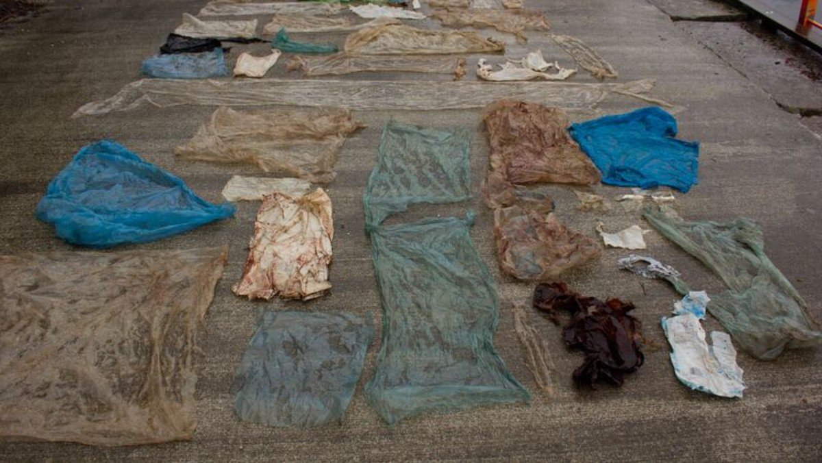 Greenpeace_ITA's tweet photo. Queste bustine erano nello stomaco di uno zifio,cetaceo che si è ammalato ed È MORTO di plastica.Riciclarla non basta,dobbiamo usarne meno https://t.co/1nXu1vfsYI