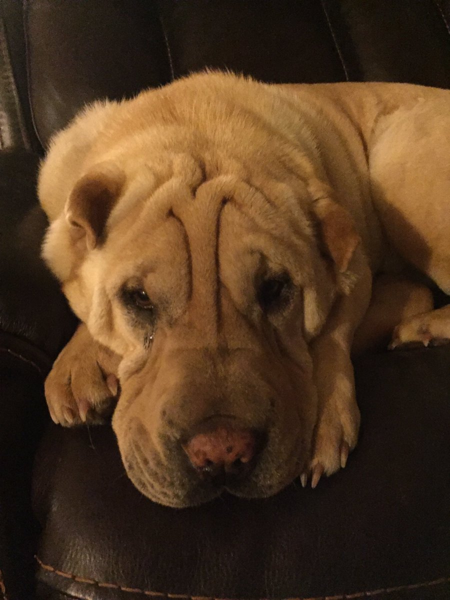 MaryStevensonWH's tweet image. Sam says wrinkles are sign of living life to the fullest!  #wisedogs