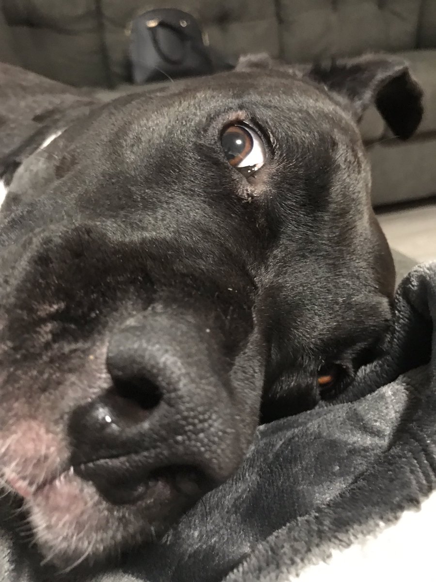JkissaMakeup's tweet photo. *hears food being poured into her bowl* https://t.co/wOKVhsELoI