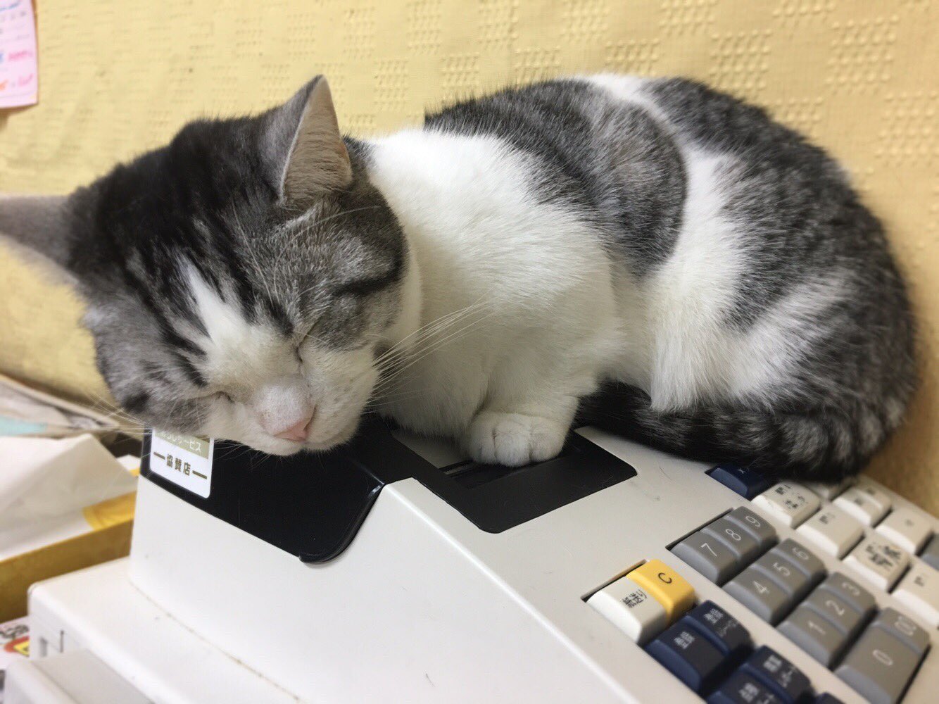 レジ係 Twitter Search Twitter
