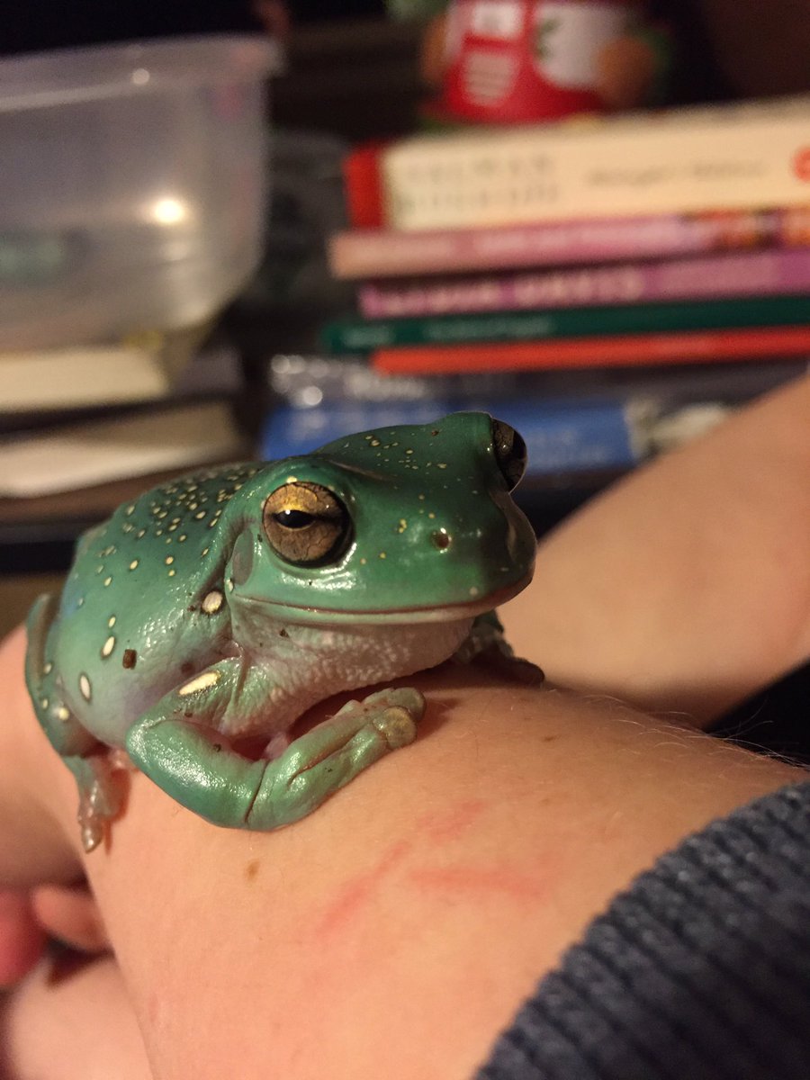 binguses's tweet image. literary froggo