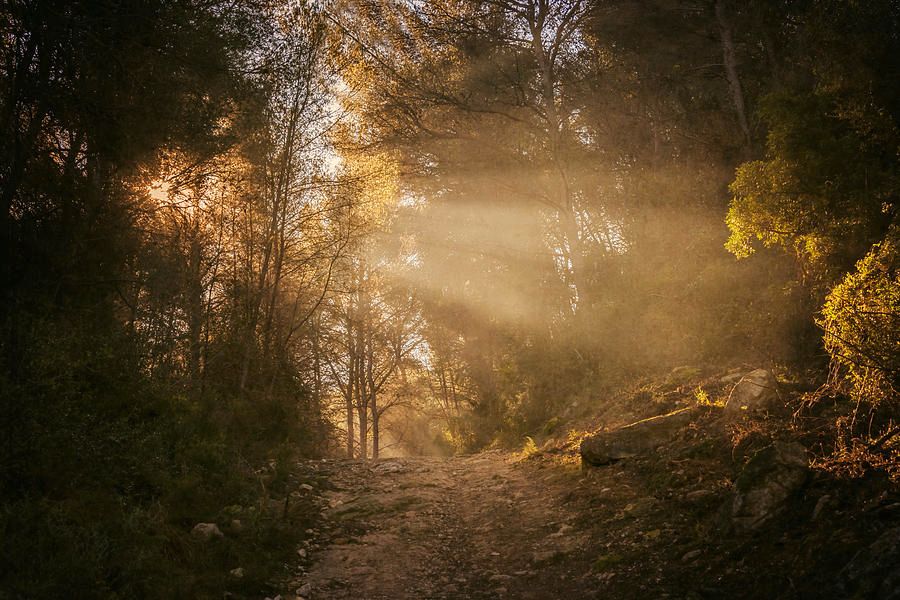 Joan Carroll tweet media