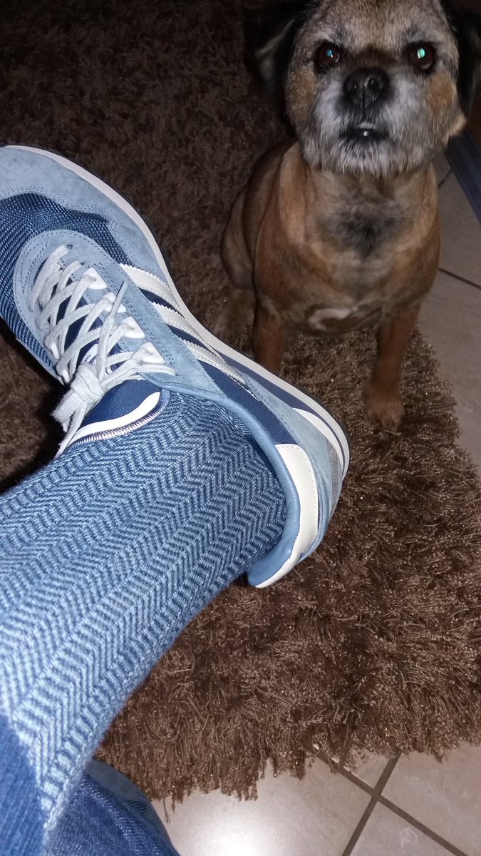SurfinjimRev's tweet photo. @SockCouncil Happy #SocksOutFriday everyone. #10daysoffwork #Stanthedogbribery https://t.co/LpxkSUxOD2