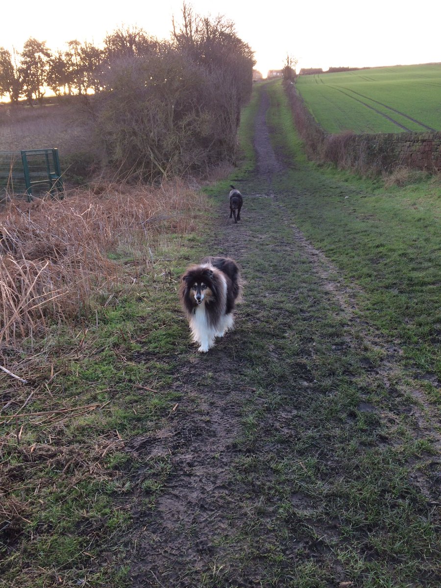 PettailsBrig's tweet photo. Well these two have hit it off straight away! #oldcouple #whensthewedding #maceyandmurf #ruffcollie #labrador https://t.co/Y2ZScENrq0