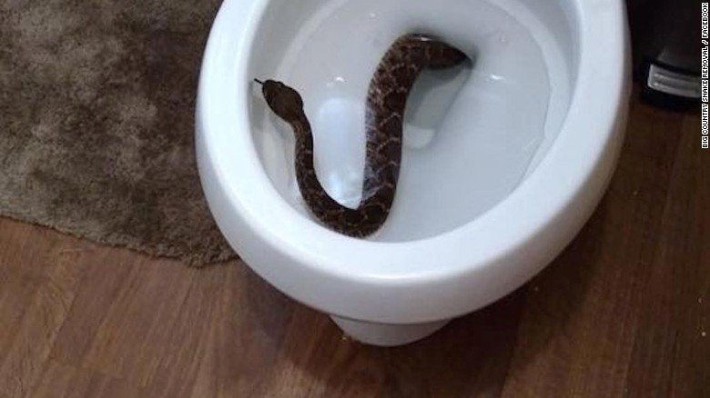 Mooooom! Texas boy goes to use bathroom, finds rattlesnake slithering up toilet bowl cnn.it/2k2imPO
