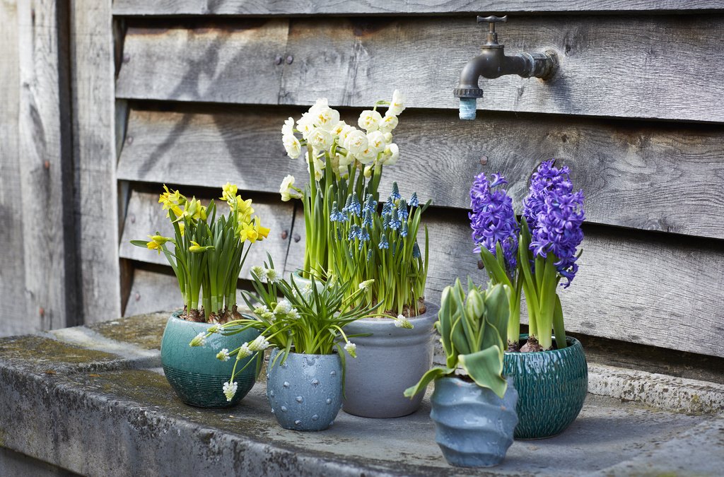Februari is onze maand #tuinplanvandemaand #voorjaarsbollenoppot