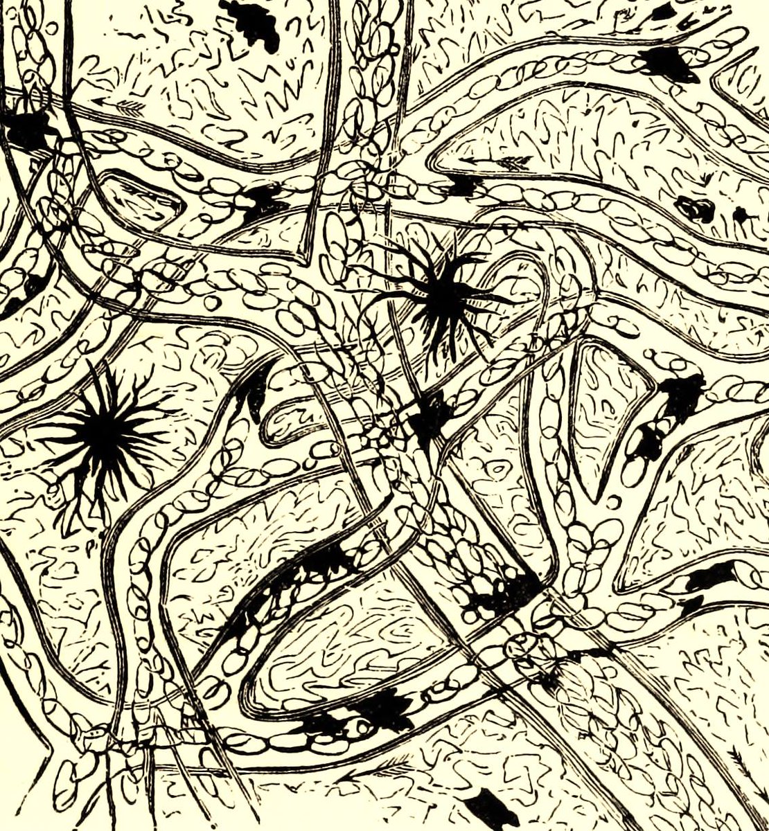 acurate_site's tweet photo. “The Sinew system is a wide dynamic and wild "net" of Yang Qi” read the answer about Jeffrey Yuen’s sinew Tx. https://t.co/EwrREf2UFL https://t.co/zbSqGvMM5b