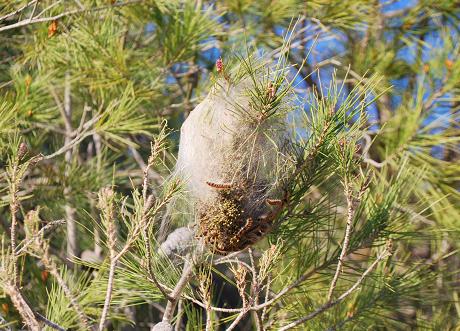 #TresCantos <a href="/ayto3cantos/">Ayuntamiento Tres Cantos</a> si veis nidos de #procesionaria llamad 912938000 o correo electrónico a javier.juarez@trescantos.es @javierjuarez80