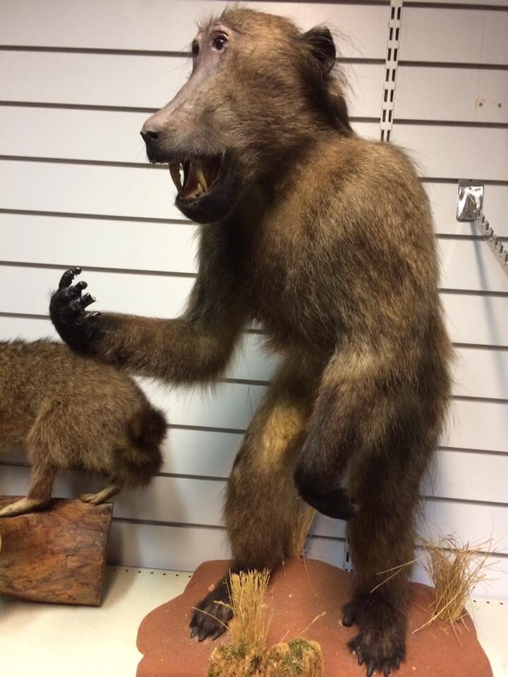 CrapTaxidermy's tweet photo. When the assistant at Waitrose asks you to put one of your 4 Lettuces back... https://t.co/JLjqJ0m0MX