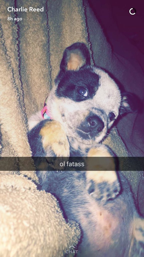 Paitin_Reed's tweet photo. lacy💕 https://t.co/BUzNOeAfcq