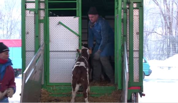 TgrRaiVdA's tweet photo. Ne il @SettimanaleTgr di domani,h12.25 Rai3, il caso dei vitelli portati in Polonia che tornano in Italia come #carne da banco.@fedecirci https://t.co/LUgxMtSbI6
