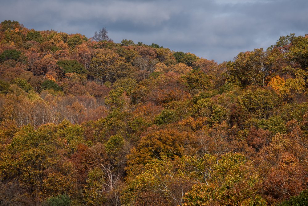 ThePostCampus's tweet photo. Land parcels to be auctioned off at Wayne National Forest in March (Via @AbbeyMarshall) https://t.co/UdHSFDuCFv https://t.co/2FTjFDxpMN