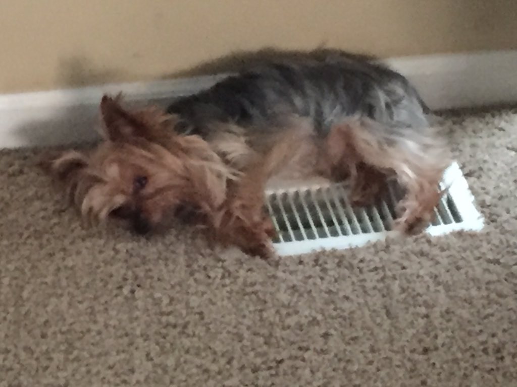 DonnieBusdeker's tweet photo. This kid has it figured out.. #Keepingwarm https://t.co/rq8lbherjb