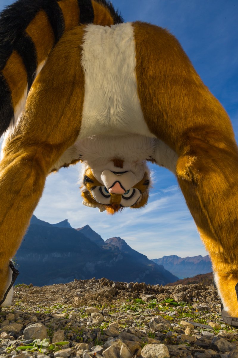 LeeTaiger's tweet photo. I hope you find the view as beautiful as I do.^^

Foto taken by @D4nWolf  
My Suit made by @joecifur  

#FursuitFriday @CuteFursuits https://t.co/iiJWpofDvP