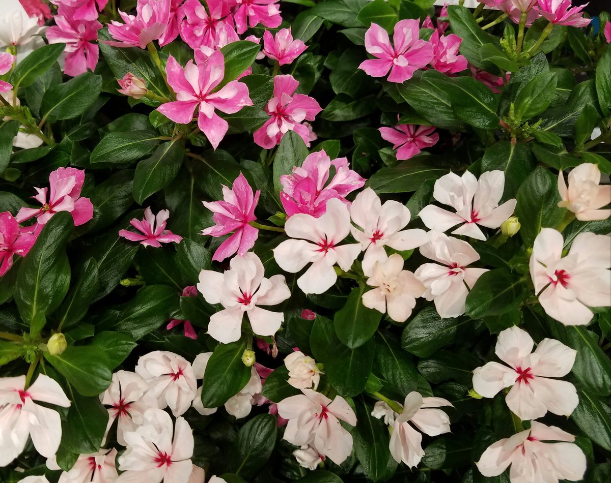janjohnsen23's tweet photo. Soiree double catharanthus- deer resistant and heat tolerant! @rockandroses_ @k_aul @CHgardenclub   @GardenDesignMag https://t.co/vyUScFvHT5