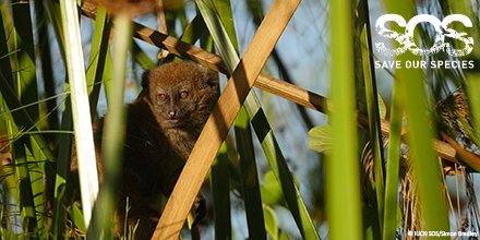 IUCNsos's tweet photo. #ICYMI the #bandro (Hapalemur Alaotrensis) is CR on the @IUCNRedList + is world's only wetland primate! #WorldWetlandsDay @DurrellWildlife https://t.co/lfRG0VoH0D