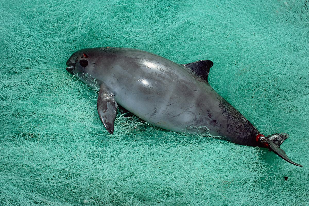 World’s most endangered marine mammal has 30 individuals left newscienti.st/2l2odWm