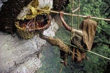 __basu's tweet photo. Brave  Honey  Hunters  of Nepal https://t.co/aMZj6vkNME