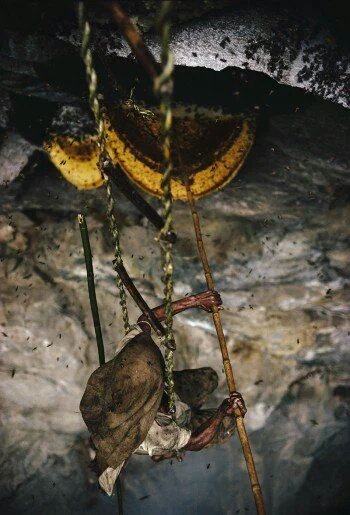 __basu's tweet photo. Brave  Honey  Hunters  of Nepal https://t.co/aMZj6vkNME