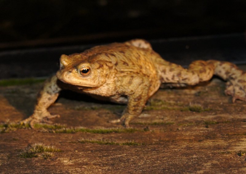 clareworden's tweet photo. Talking #toads on @BBCNorfolk about 5.50pm @froglifers will enjoy + appeal for volunteers for toadwatch in great + little #massingham area https://t.co/3PTshAq9nZ